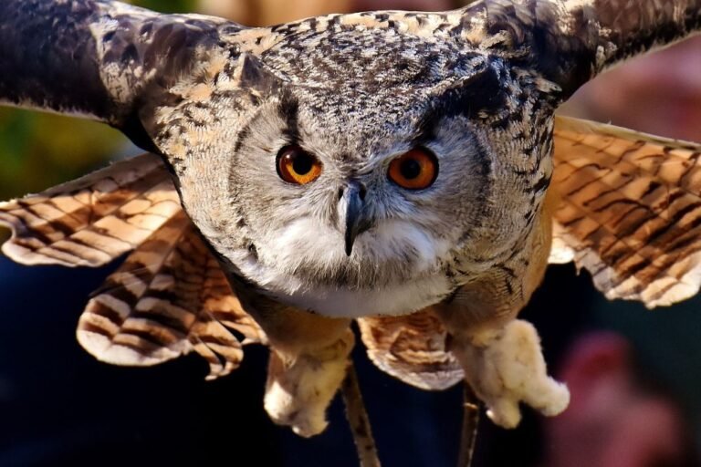 totem owl