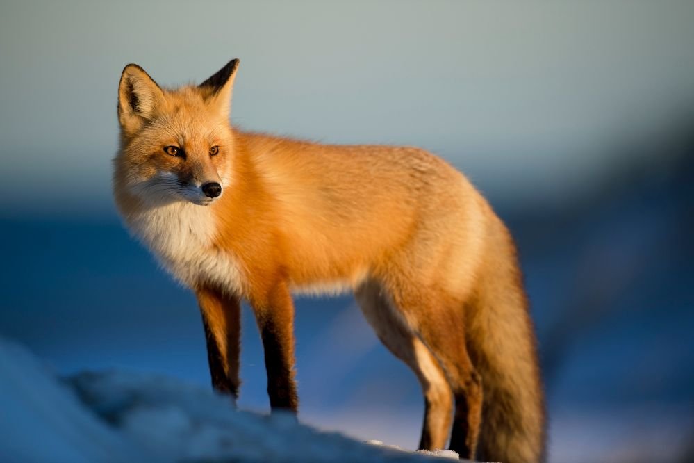 Spiritual meaning fox