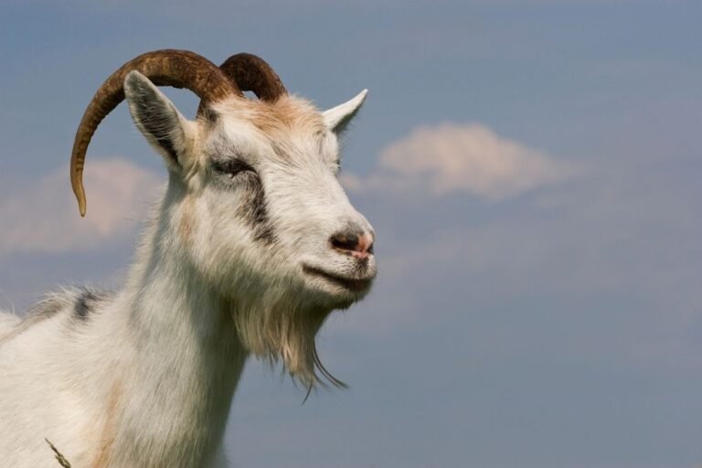 spiritual meaning goat