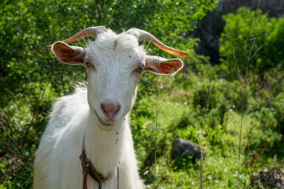 spirit animal goat