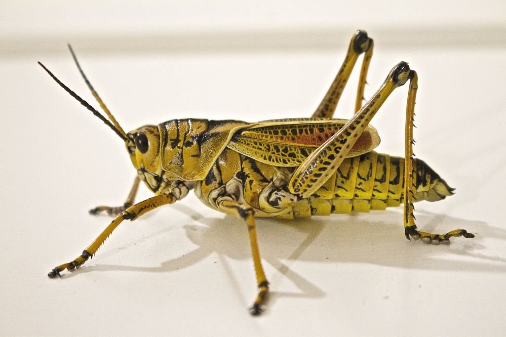 spirit animal grasshopper