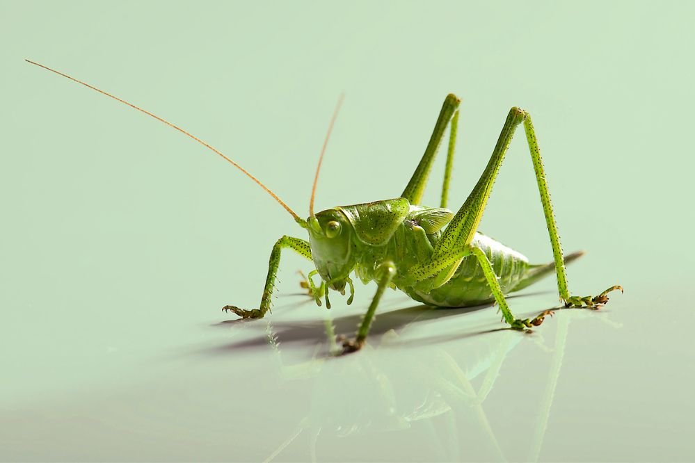 spirit animal grasshopper