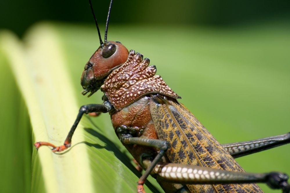 grasshopper spirit animal