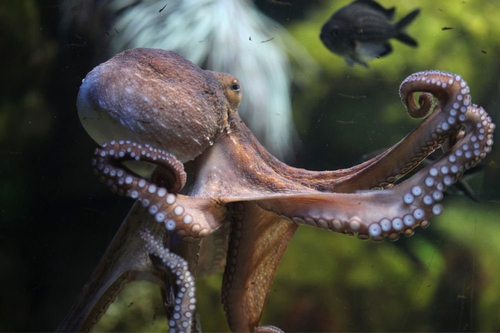 spirit animal octopus