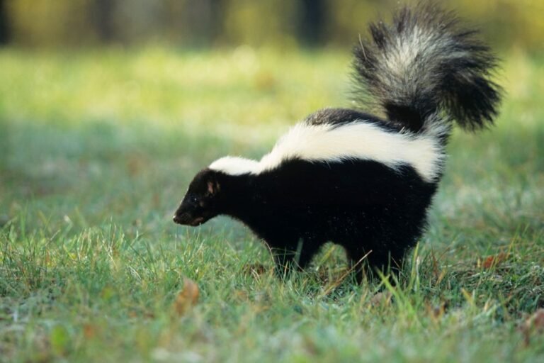 skunk spirit animal