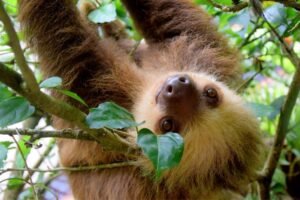 spiritual meaning sloth