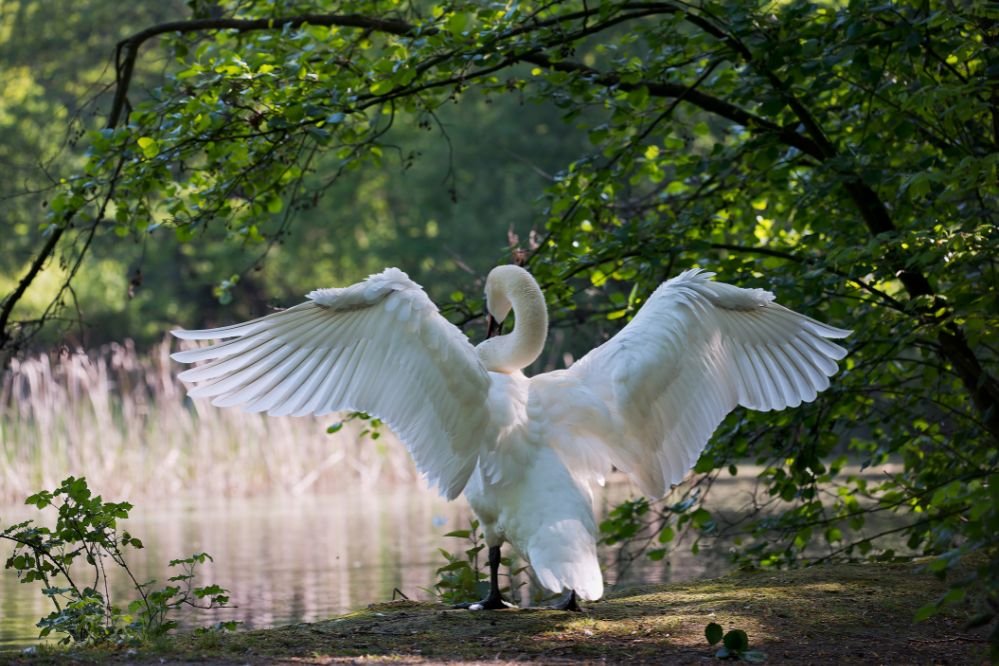 spiritual meaning swan