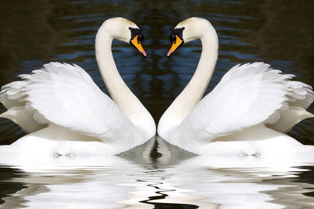 swan spirt animal