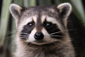 Spiritual meaning raccoon