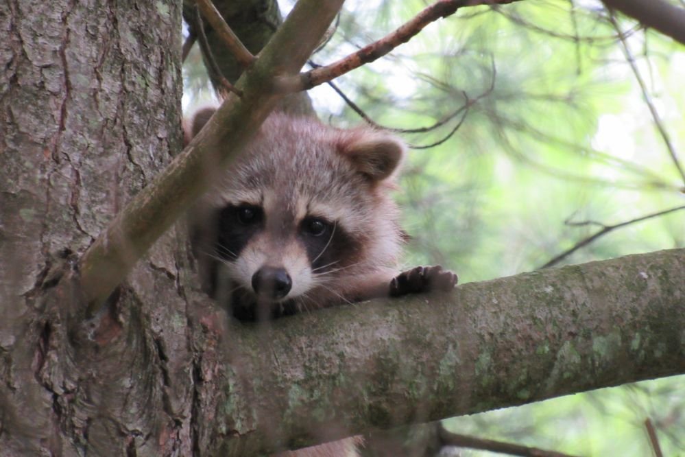 spirit animal raccoon