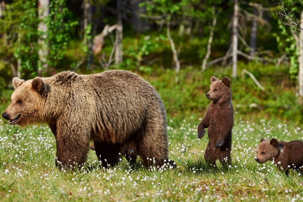 Dreaming of a bear