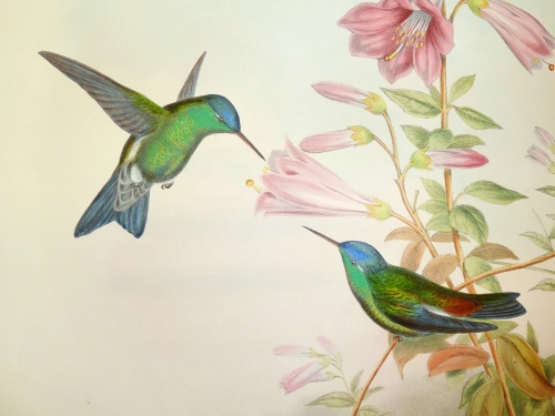 Hummingbird (John Gould: 1804-1881)