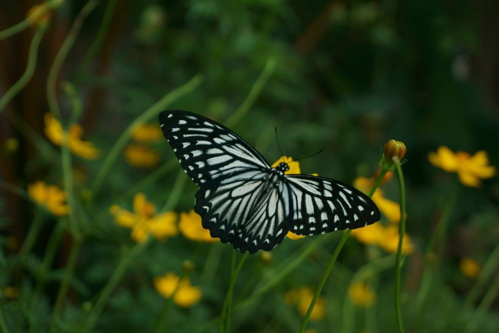 totem animal butterfly