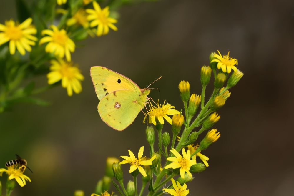 Spiritual meaning of a butterfly