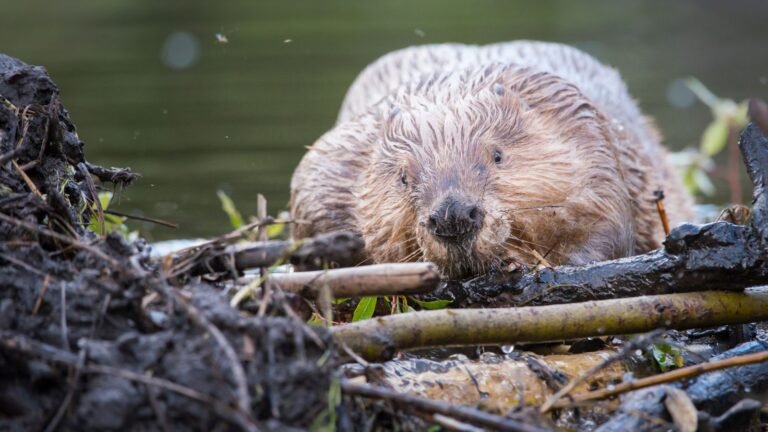 Spirit animal beaver