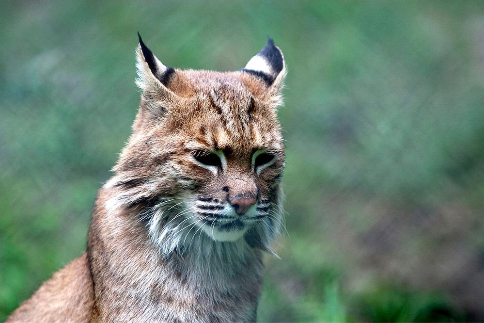 Spiritual meaning bobcat