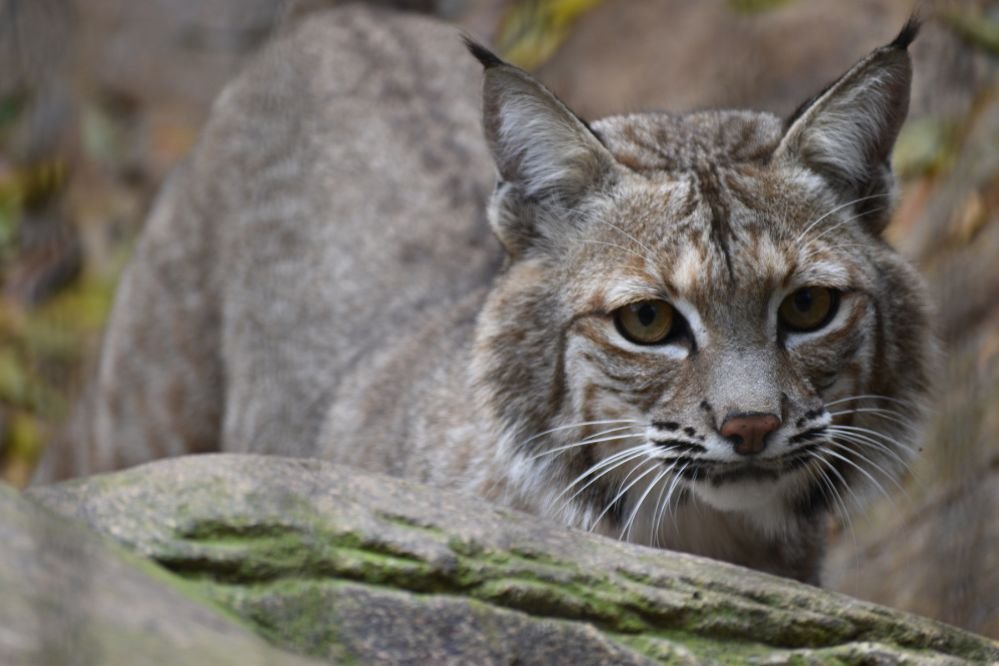 Spiritual meaning bobcat