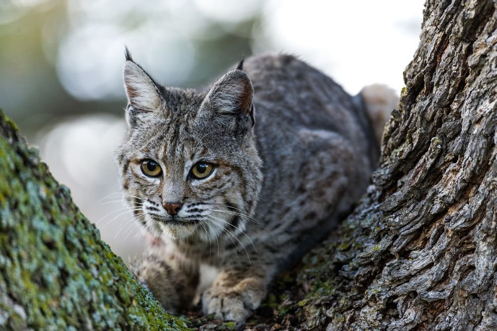 Bobcat spirit animal