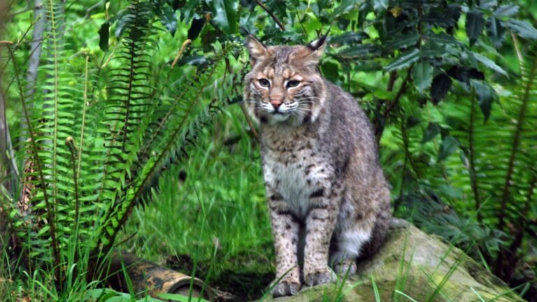 Spirit animal bobcat