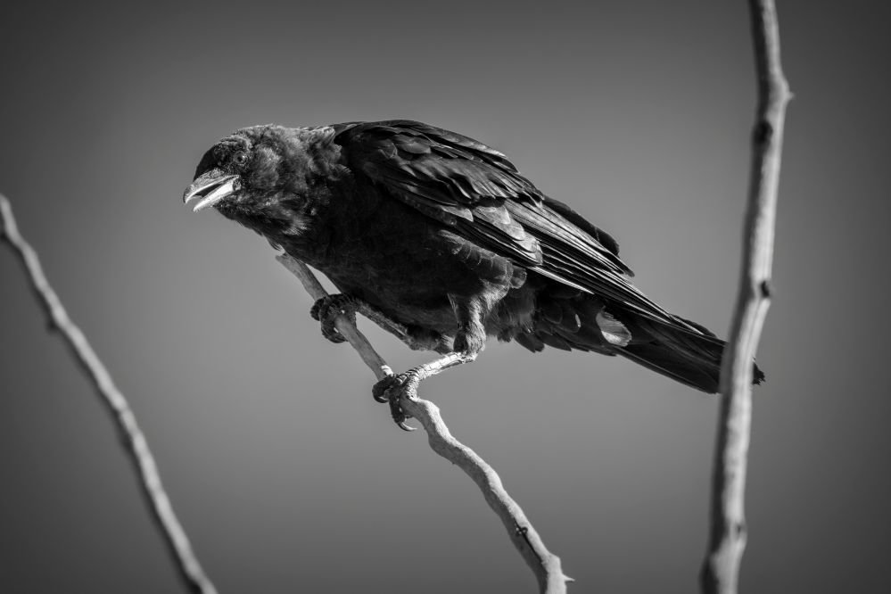 Spiritual meaning of crows