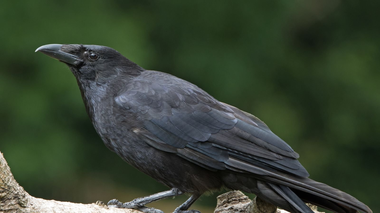 Spirit animal crow