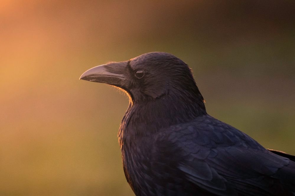 Spiritual meaning of a crow