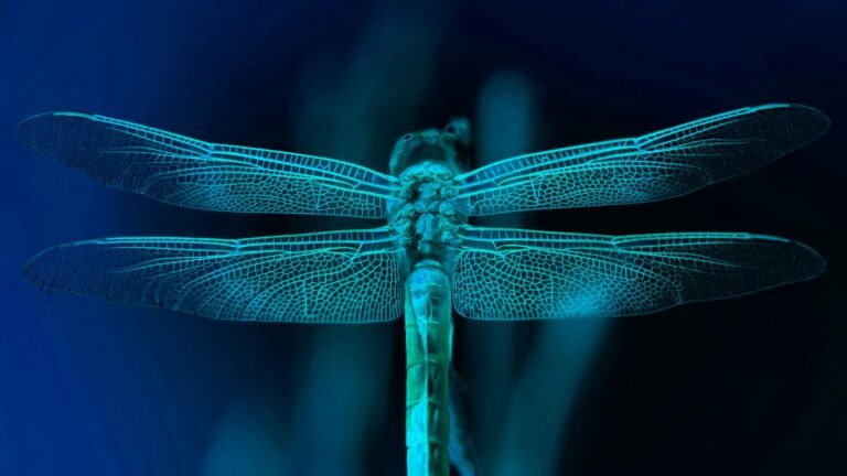 Spirit animal dragonfly