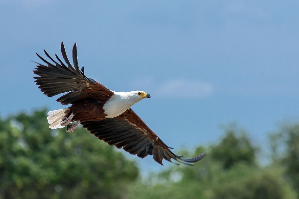 Spiritual meaning eagle