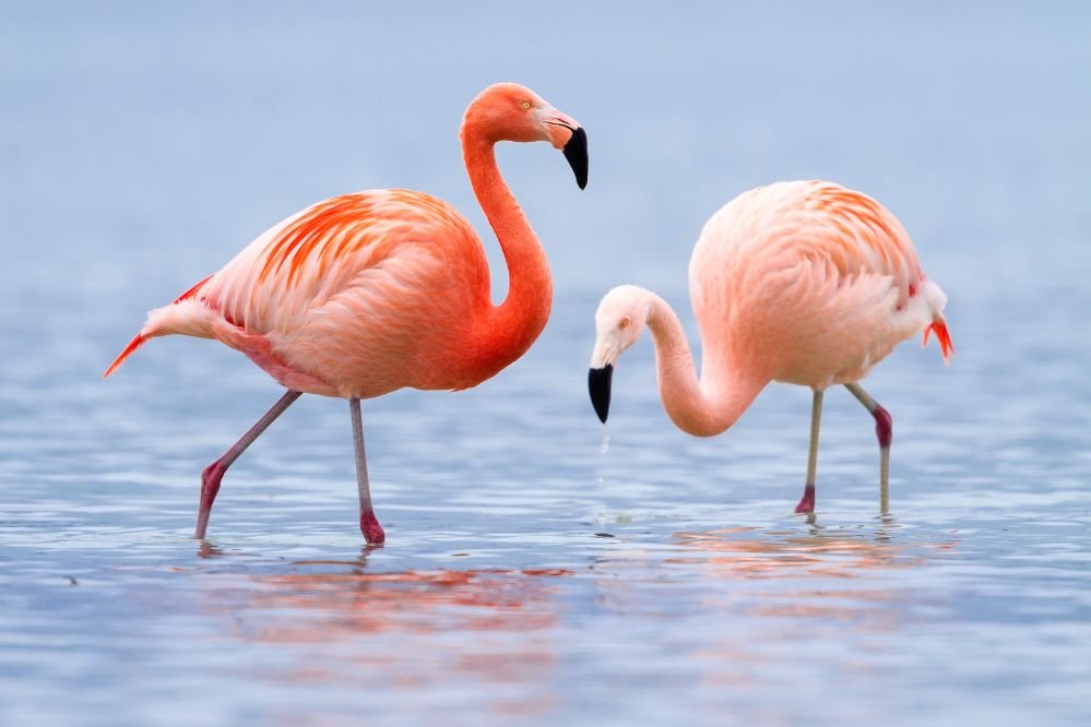 spiritual meaning flamingo