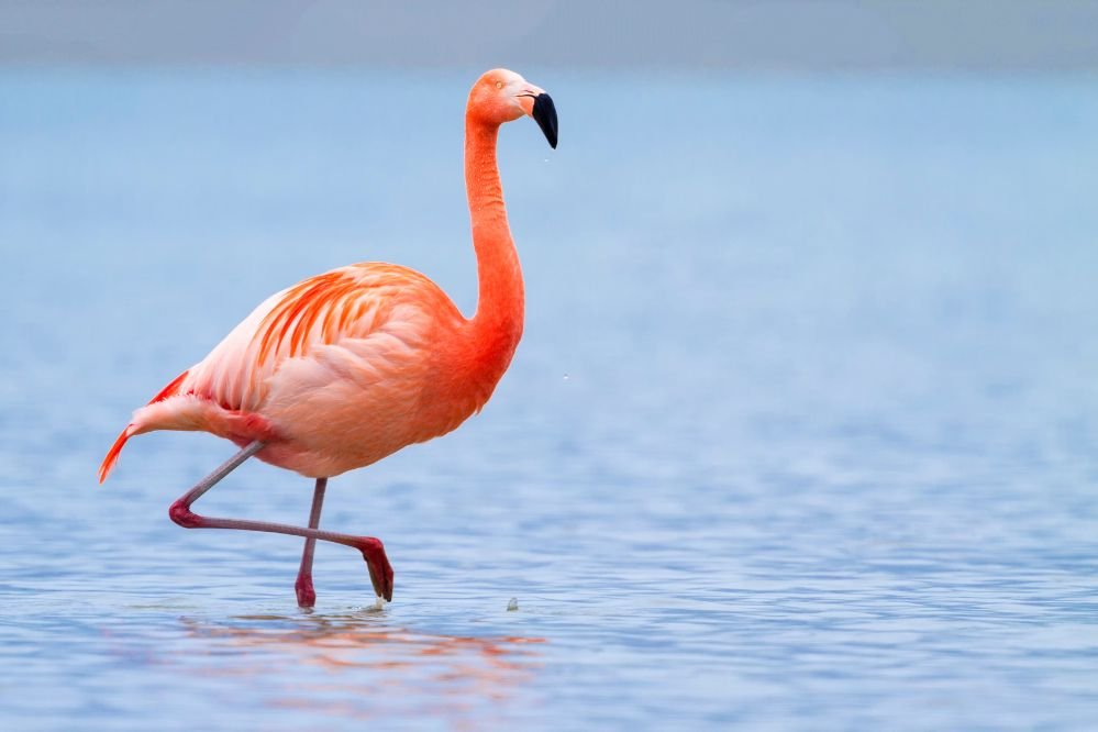 spiritual meaning flamingo