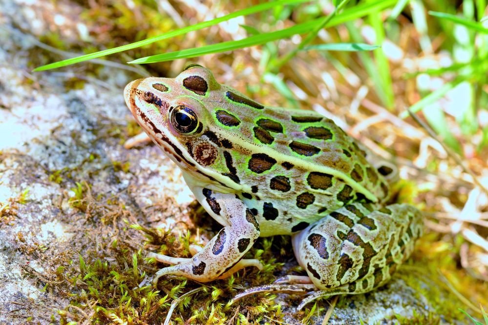 spirit animal frog