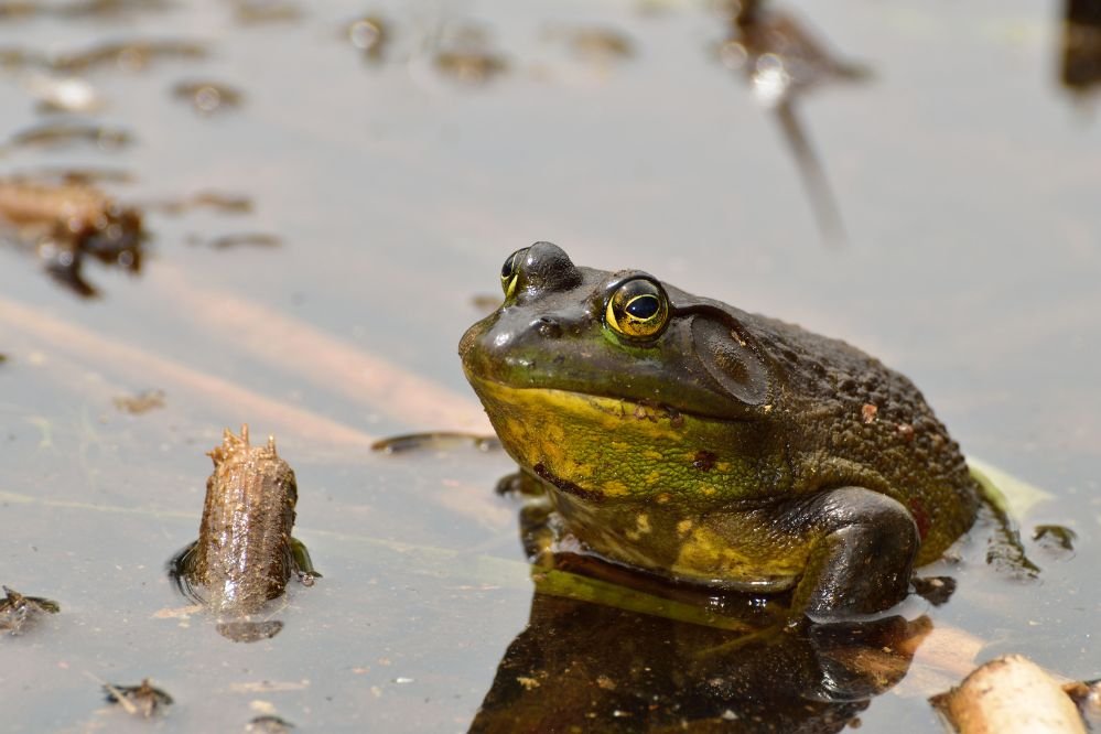 frog totem animal