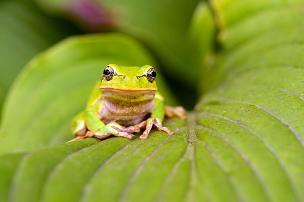 Spiritual meaning frog