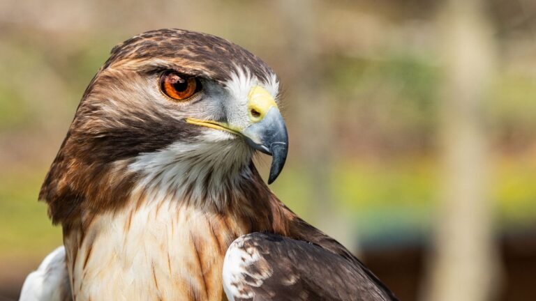 Spirit animal hawk