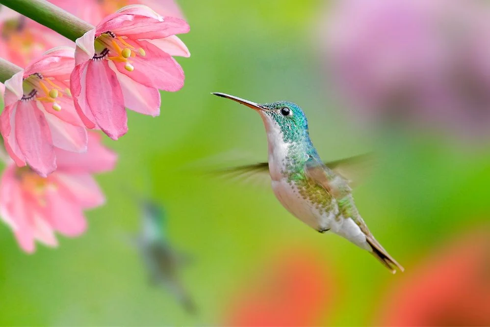 spirit animal hummingbird