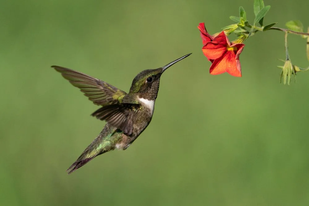 hummingbird spirit animal