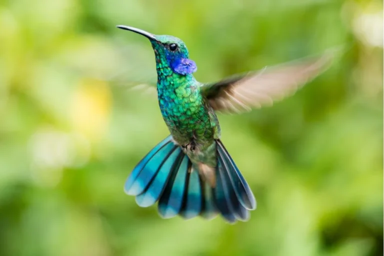 Hummingbird spirit animal