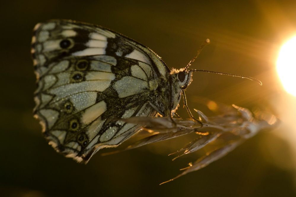 spiritual meaning moth