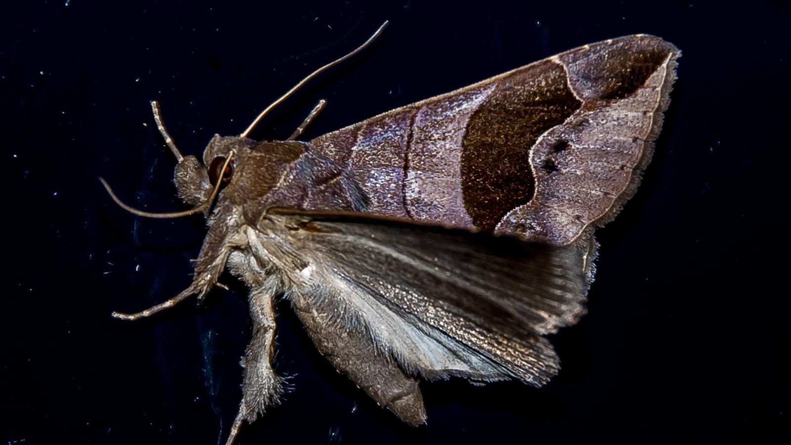 Spirit animal moth