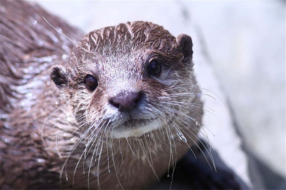 Spirit animal otter