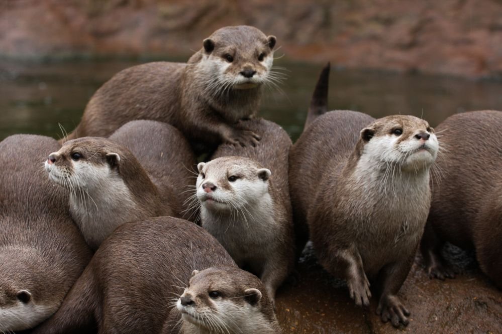 Spiritual meaning otter