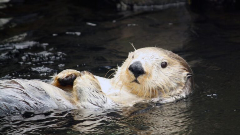 Spirit animal otter