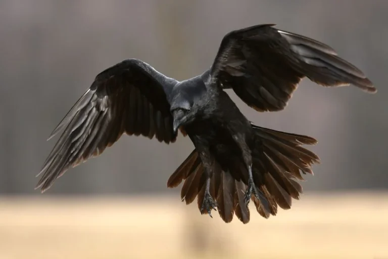 spiritual meaning raven