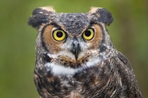 Spirit animal owl