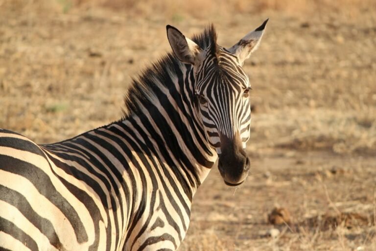 Spirit animal zebra