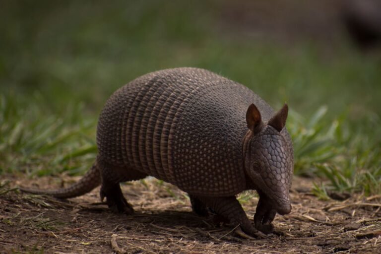 Spirit animal armadillo