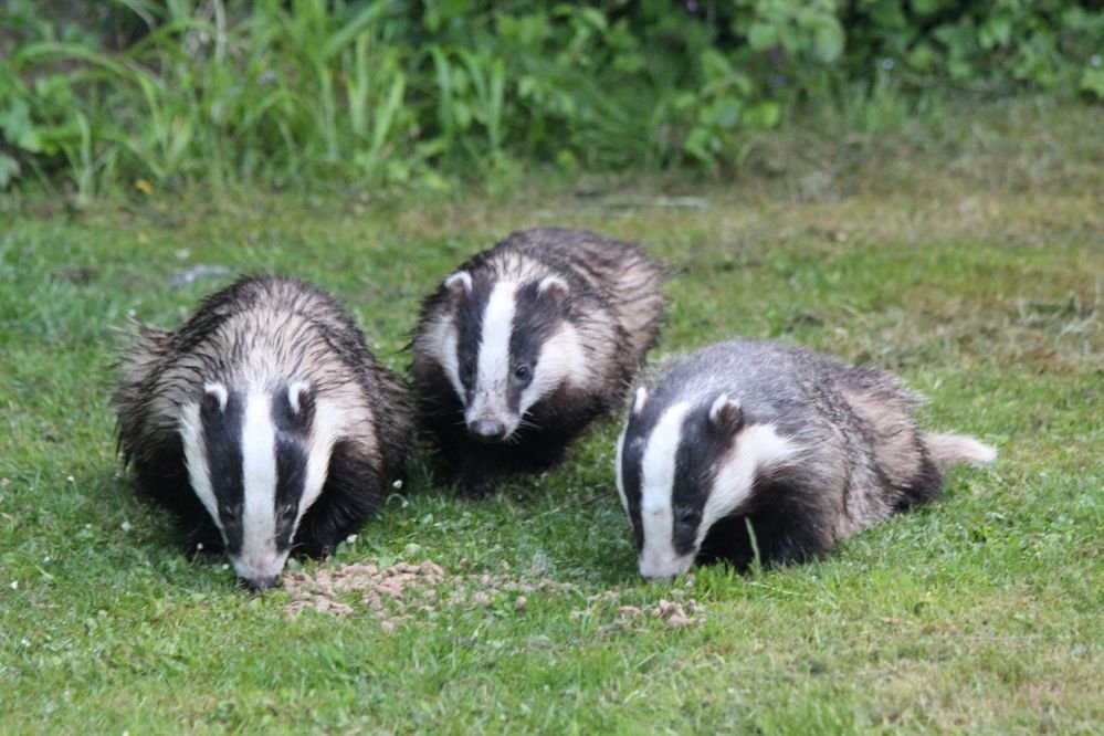 Spiritual meaning badger