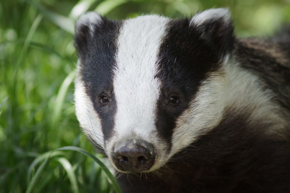 spirit animal badger