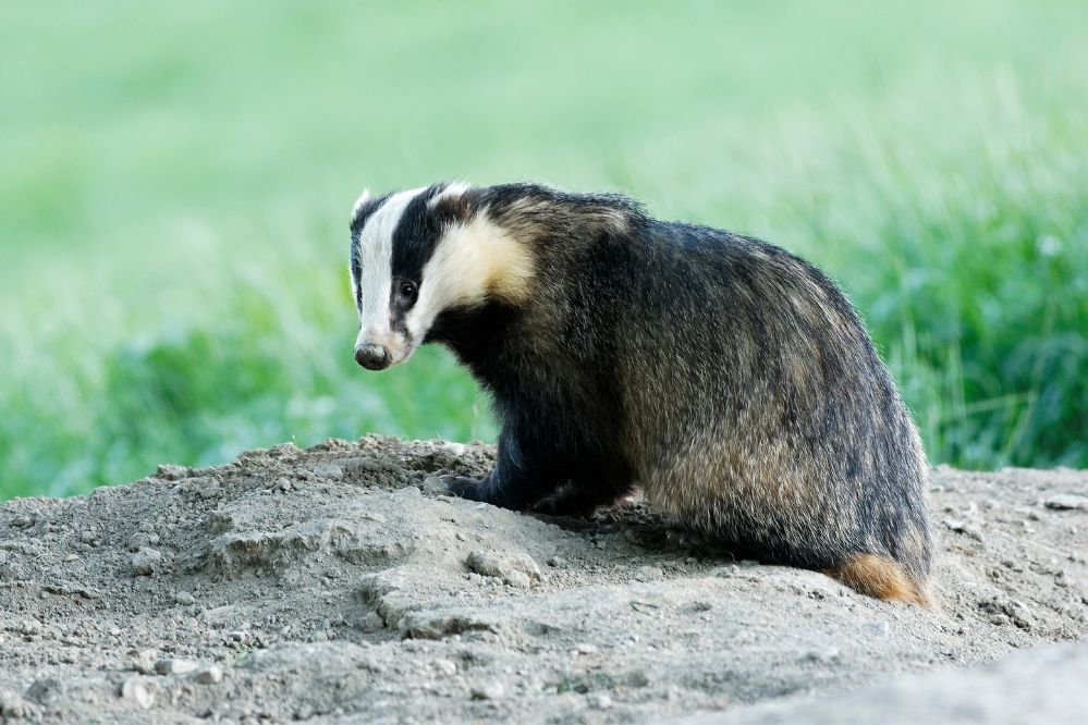 totem animal badger