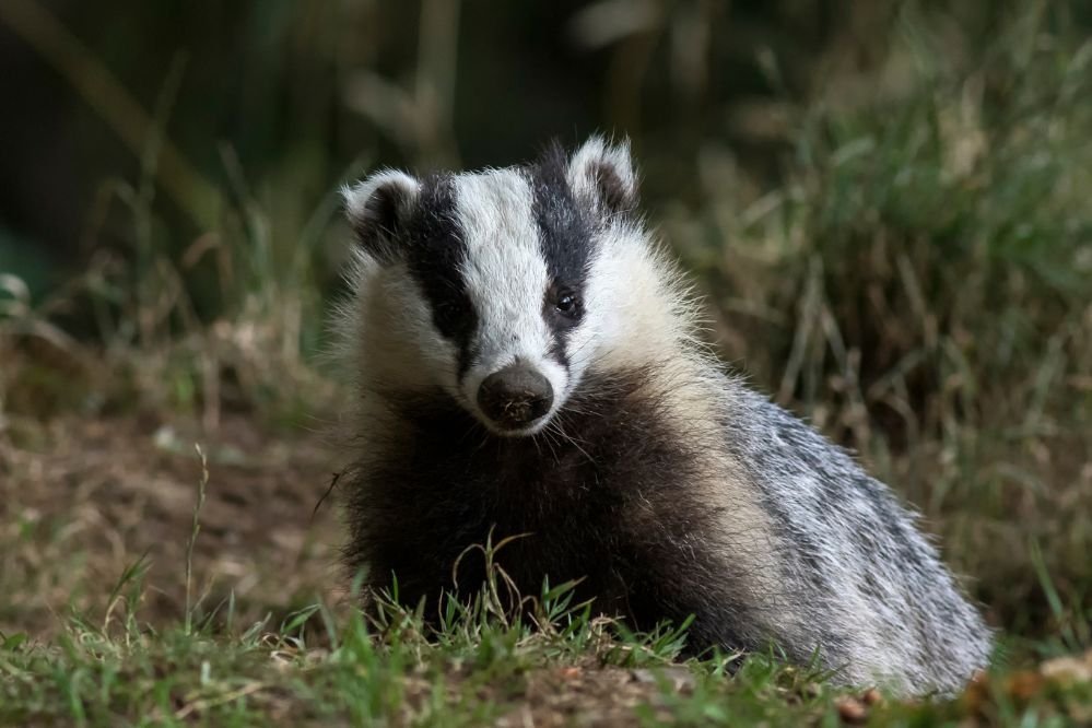 Spiritual meaning badger